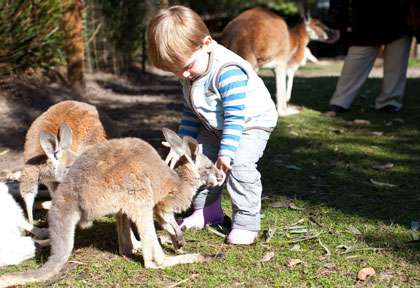 Rencontre avec les Kangourou en Australie