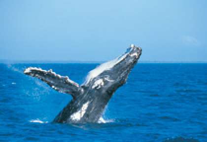 Baleine Port Stephens
