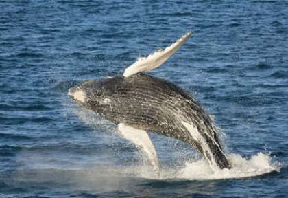 Baleine à bosse dans la Queensland