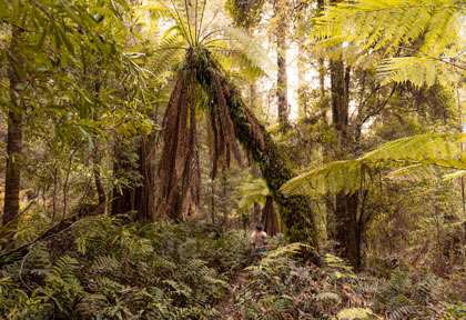 Forêt de Tarkine en Tasmanie