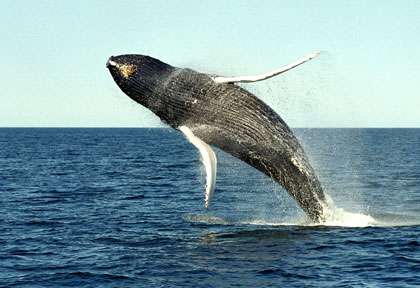 Baleine à bosses en Australie