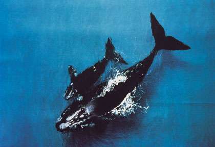 Baleine Franche Australe