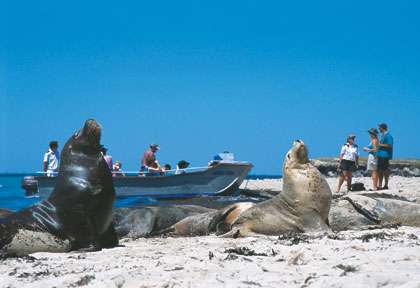 Les lions de mer au Sud de Perth