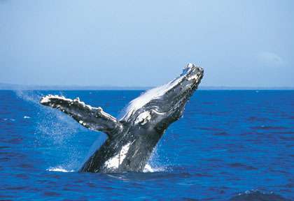 Baleine à bosse à Fraser Island