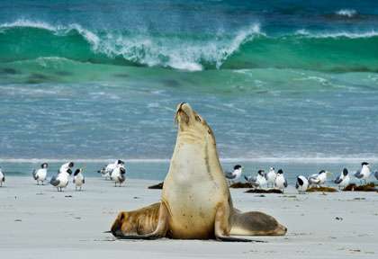 Lion de Mer à Kangaroo Island