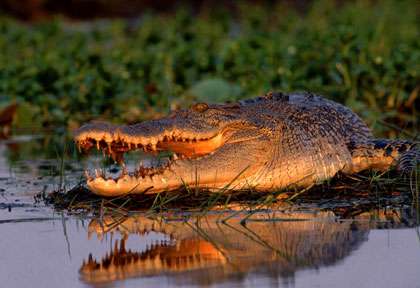Crocodile en Australie