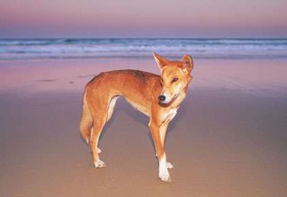 Dingo sur la plage de Fraser Island