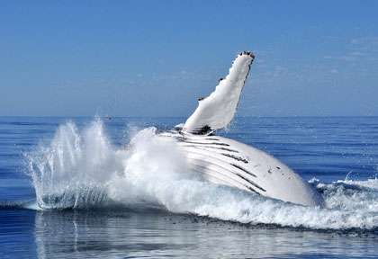 Les baleines de Margaret River