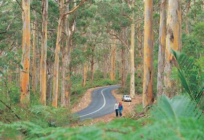 Forêt de Karri dans le Sud Ouest de Perth
