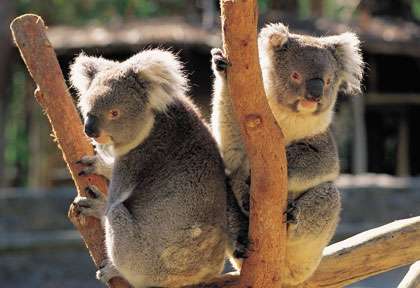 Koala a Adelaide