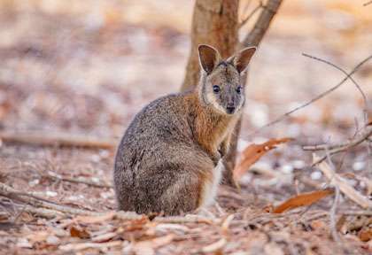 Tamar Wallaby à Kangaroo Island