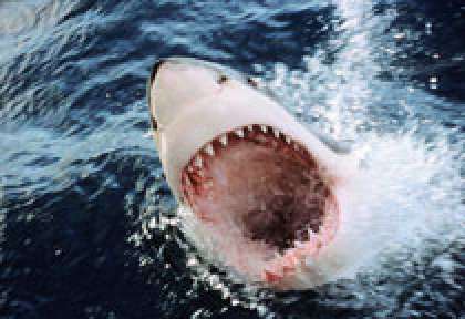 Le grand requin blanc en Australie