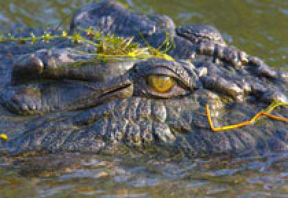Crocodile dans le Parc de Kakadu en Australie