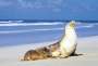 South Australia - Kangaroo Island - Seal Bay conservation park