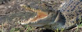 Crocodile - Territoire du Nord © Lords Safaris