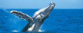 Baleine Jervis Bay