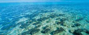 Shark Bay Stromatolites Hamelin Pool