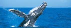 Baleine Cote Nord de Sydney