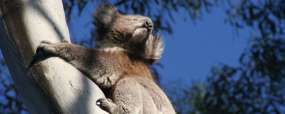 Koala à Kangaroo Island