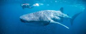 Ningaloo Reef requin baleine