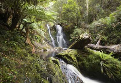 Australia - Tasmanie - Hogarth Falls