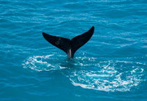 Baleine franche dans la peninsule d’Eyre