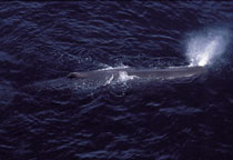 Baleine en survol