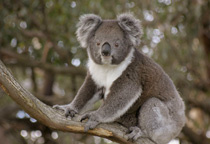 Great Ocean Walk  Koala