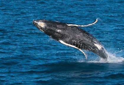 Baleine à bosse - Fraser Island